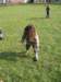 img_0931_small.jpg